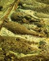 Shipwrecked Champagne Hoard Discovered Near Sweden Shipwrecked Champagne Hoard Discovered Near Sweden