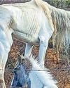 Search for owner of emaciated horses