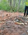 What police found in protected woodland has divided opinion What police found in protected woodland has divided opinion