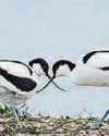 AVOCET RESET AVOCET RESET