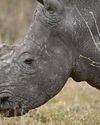 Joy as 'dehorning' cuts rhino poaching by 80% Joy as 'dehorning' cuts rhino poaching by 80%
