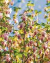 Exciting currant affairs