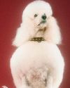 How to Antiage Your Dog- Could a new pill help dogs (and us) live longer? How to Antiage Your Dog- Could a new pill help dogs (and us) live longer?