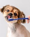Brush Up on Pet Dental Care Brush Up on Pet Dental Care