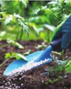 35 Cr Saplings To Be Planted In UP In 2025 As CM Sets A Goal To Achieve 20 Pc Green Cover By 2030