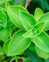 THE BENEFITS OF KARPOORAVALLI HERB THE FULLY LOADED MAGIC PLANT