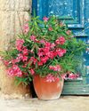 Oleander bushes Oleander bushes