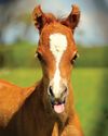'The reward is the breeder's gift' 'The reward is the breeder's gift'