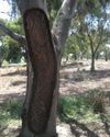 Indigenous Australian Philosophy Indigenous Australian Philosophy