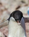 Why do penguins give stones to each other? Why do penguins give stones to each other?