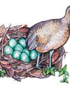 FEMALE OF THE SPECIES GREAT TINAMOU FEMALE OF THE SPECIES GREAT TINAMOU