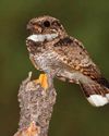 The bird that hibernates The bird that hibernates