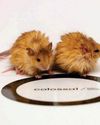 Boffins breed 'mammoth mouse' Boffins breed 'mammoth mouse'