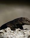 LOVE FOR A LIZARD LOVE FOR A LIZARD