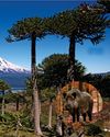 Wild boar threaten Chile's rare monkey puzzle forests Wild boar threaten Chile's rare monkey puzzle forests